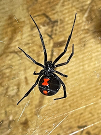 Olathe Pest Control - Photo 9 - Car repair in , Overland Park