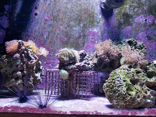 Tropical Fish Store «Ocean Aquarium», reviews and photos, 6820 E Black Horse Pike, Egg Harbor Township, NJ 08234, USA