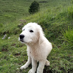 Photo n°2 de l'avis de VITTORIO.E fait le 22/06/2020 à 12:39 sur le  Malga Cason Del Sol à Paderno del Grappa