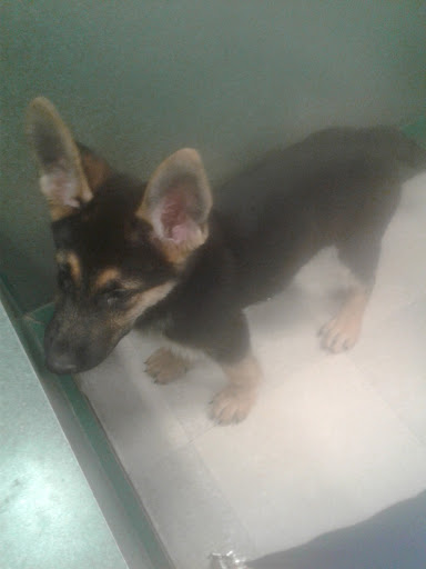 Pet Store «Petland Vineyard - San Antonio», reviews and photos, 1309 North Loop 1604 W #101, San Antonio, TX 78258, USA