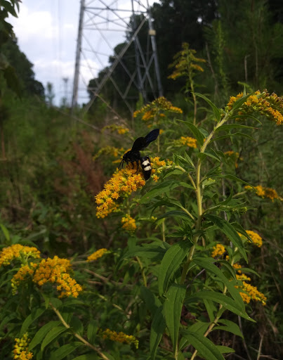 Park «Piney Wood Park», reviews and photos, 400 E Woodcroft Pkwy, Durham, NC 27713, USA