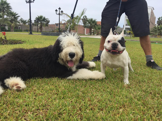 Opiniones de Pets Walker - Hospedaje canino & Grooming en Chorrillos - Guardería