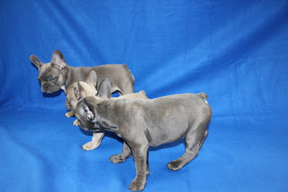 BlueStar Frenchie - Michigan Exotic AKC French Bulldog Breeder