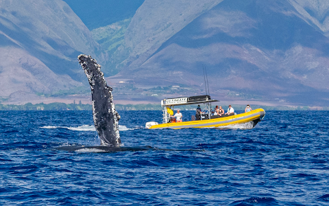Ultimate Whale Watch & Snorkel image