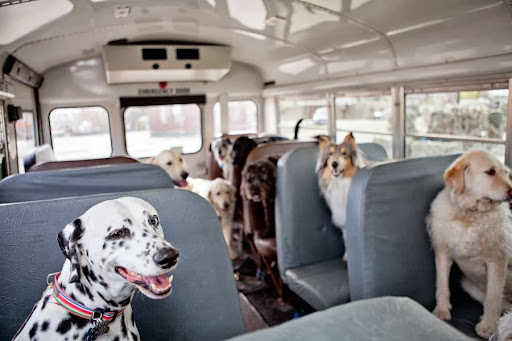 Pet Store «Creature Comforts and Pawsitively Marblehead», reviews and photos, 52 Atlantic Ave, Marblehead, MA 01945, USA