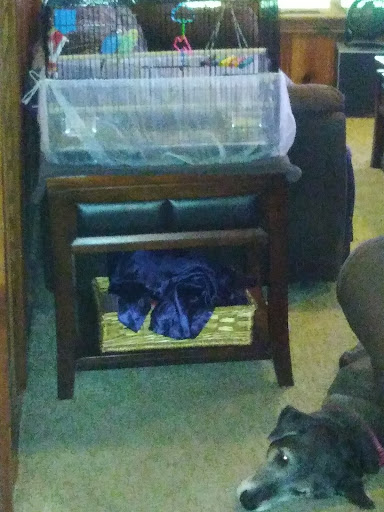 Pet Store «Forever Pets Inc», reviews and photos, 1030 Basse Rd, San Antonio, TX 78212, USA