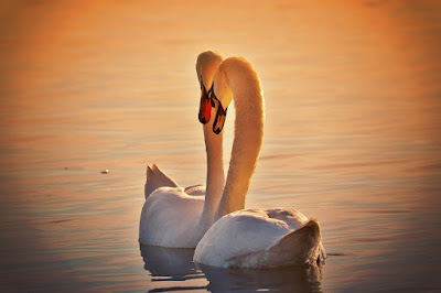 Swan guérisseuse à Marseille à Marseille