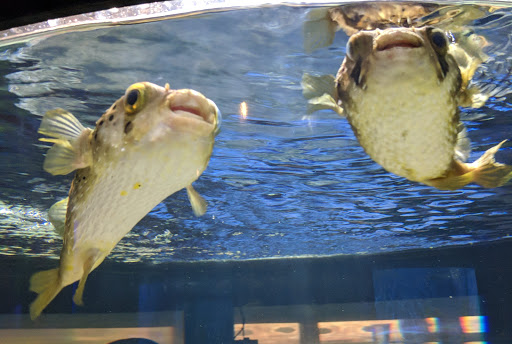 Aquarium «Aquarium of Niagara», reviews and photos, 701 Whirlpool St, Niagara Falls, NY 14301, USA