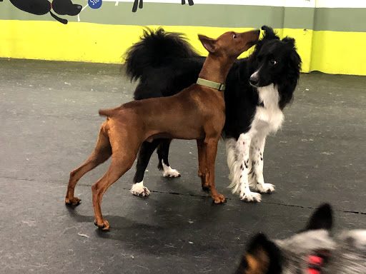 Dog Trainer «Suite Dog Daze», reviews and photos, 2090 Front St NE, Salem, OR 97301, USA