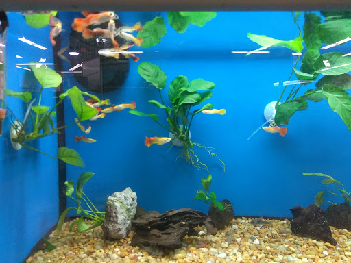 Pet Supply Store «Petco Animal Supplies», reviews and photos, 2353 SE Federal Hwy, Stuart, FL 34994, USA