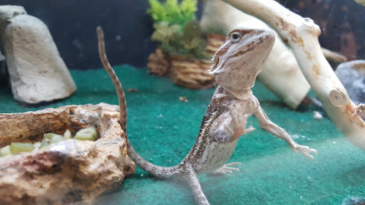 Pet Supply Store «PetSmart», reviews and photos, 2801 Pine Lake Rd, Lincoln, NE 68516, USA