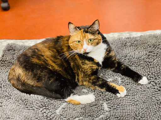 Pet Store «Pet Food Depot», reviews and photos, 17645 N Cave Creek Rd, Phoenix, AZ 85032, USA