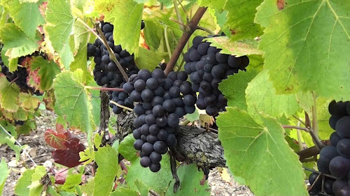 Champagne GAIFFE-BRUN à Avenay-Val-d'Or