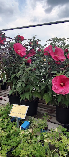 Plant Nursery «Martins Home & Garden», reviews and photos, 1020 NW Broad St, Murfreesboro, TN 37129, USA