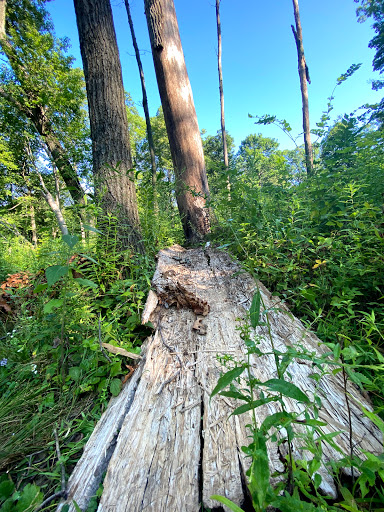 Nature Preserve «Messenger Woods Nature Preserve», reviews and photos, 13800 W Bruce Rd, Homer Glen, IL 60491, USA