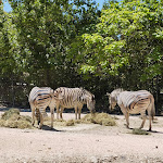 Photo n°2 de l'avis de Gianluca.. fait le 20/04/2024 à 08:05 sur le  Parco Zoo Falconara Srl à Falconara Marittima