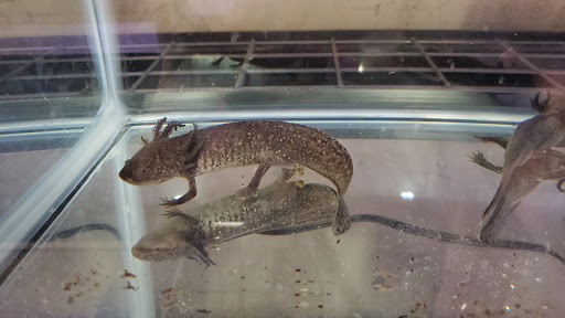 Tropical Fish Store «Salty Fish Aquariums», reviews and photos, 5535 Brewster St, San Antonio, TX 78233, USA