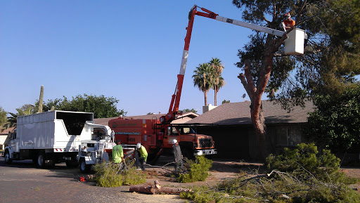 Gilbert Tree Trimming and Removal by AZ Tree Trimmer