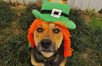 Walks And Wags, Inc - Photo 6 - Car repair in Mobile, AL, Mobile