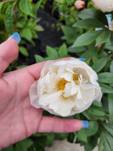 Discount Store «Walmart», reviews and photos, 11400 WA-99, Everett, WA 98204, USA