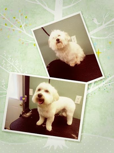 Pet Groomer «Barking Beauties pet Boutique», reviews and photos, 112 E 2nd St S, Newton, IA 50208, USA