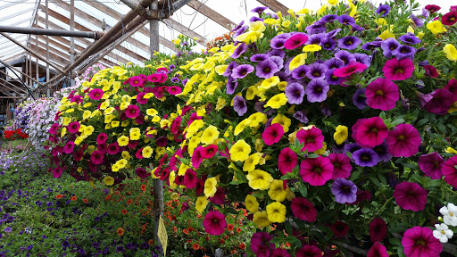 Florist «Orting Floral And Greenhouse», reviews and photos, 117 Eldredge Ave NW, Orting, WA 98360, USA