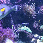 Photo n° 8 de l'avis de M.s fait le 02/12/2018 à 18:00 pour Palais de la Porte Dorée à Paris