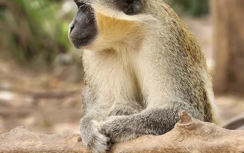 Bijilo Monkey Park image
