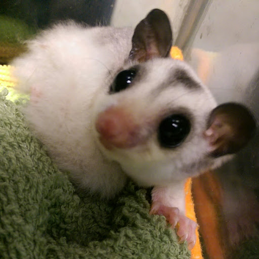 Pet Store «Animal Ark», reviews and photos, 2730 Brookdale Dr, Kingwood, TX 77339, USA