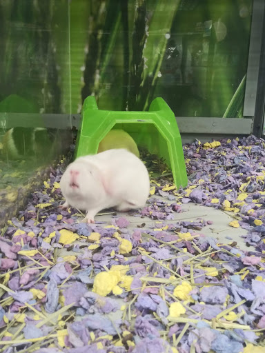 Pet Supply Store «Petco Animal Supplies», reviews and photos, 5215 Lakewood Blvd, Lakewood, CA 90712, USA