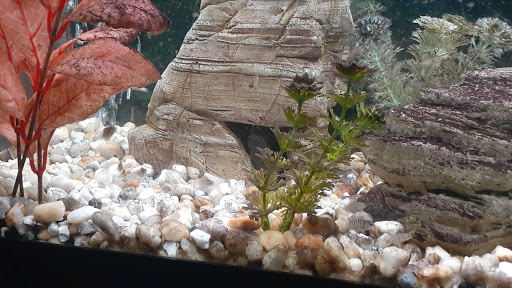 Pet Store «Precious Pets III», reviews and photos, 1091 US-130, Burlington, NJ 08016, USA