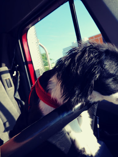 Pet Supply Store «PetSmart», reviews and photos, 476 Corwin Nixon Blvd, South Lebanon, OH 45065, USA