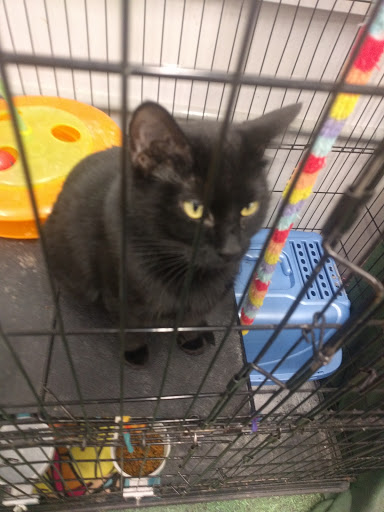 Pet Supply Store «Petco Animal Supplies», reviews and photos, 390 East 525 North, Harrisville, UT 84404, USA