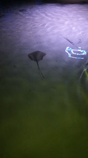 Aquarium «Via Aquarium», reviews and photos, 93 W Campbell Rd, Schenectady, NY 12306, USA