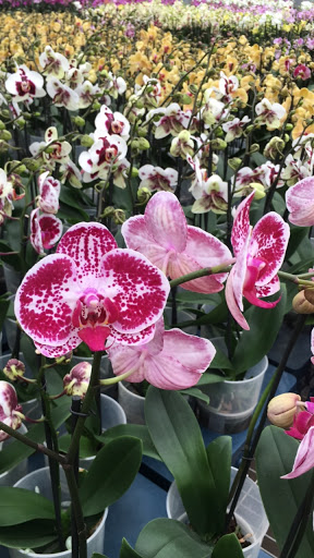 Wholesale Florist «Urban Jungle», reviews and photos, 2603 Sherman Ave NW, Washington, DC 20001, USA