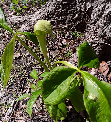 Nature Preserve «Meltzer Woods», reviews and photos, 1522 S 600 E, Shelbyville, IN 46176, USA