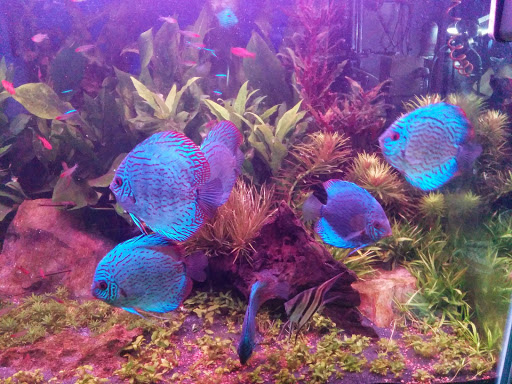 Tropical Fish Store «Jack Wattley Discus», reviews and photos, 6944 NE 4th Ave, Miami, FL 33138, USA