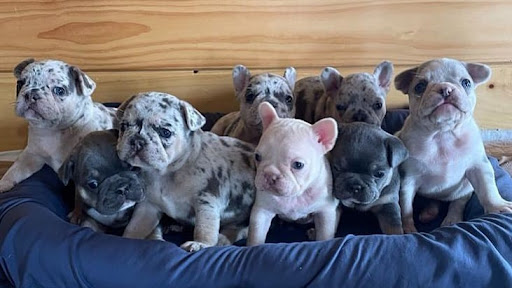 French and English Bulldog Puppies Dogs for Sale