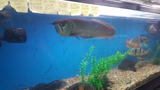 Pet Supply Store «Global Aquatics & Pet Supplies», reviews and photos, 1420 S Carlos Ave, Ontario, CA 91761, USA