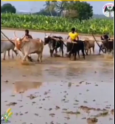 Mannadimangalam