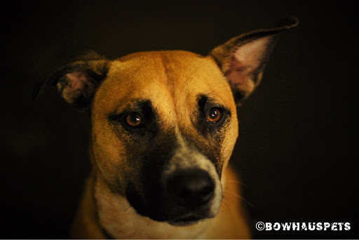 Dog Day Care Center «The Bowhaus Pet Company», reviews and photos, 2472 E Colorado Blvd, Pasadena, CA 91107, USA