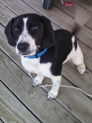 Pet Supply Store «Premier Pet Supply», reviews and photos, 31215 Southfield Rd, Beverly Hills, MI 48025, USA