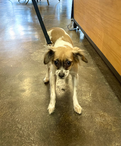 Pet Supply Store «Wag Pet Market LLC», reviews and photos, 2703 N Proctor St, Tacoma, WA 98407, USA