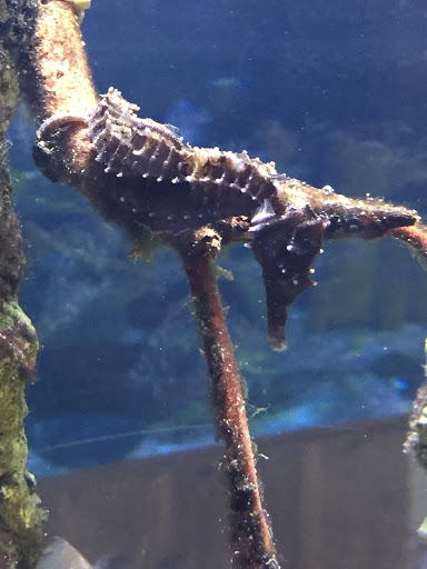 Aquarium «The River Center», reviews and photos, 805 US-1, Jupiter, FL 33477, USA