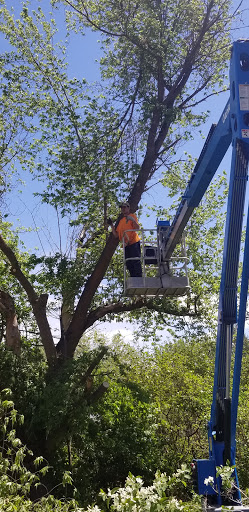 Beez Treez Tree Service