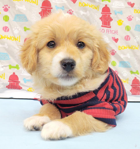 Pet Store «Four Paws and a Tail», reviews and photos, 120 Northtown Dr, Blaine, MN 55434, USA