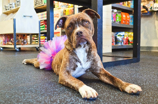 Pet Supply Store «The Whole Dog Market», reviews and photos, 3300 Cobb Pkwy #108, Atlanta, GA 30339, USA