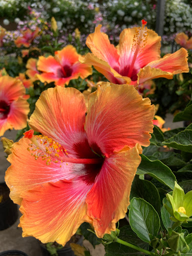 Plant Nursery «Blooming Acres», reviews and photos, 7561 State Rd, Wadsworth, OH 44281, USA