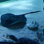 Photo n° 4 de l'avis de Nicolas.a fait le 04/11/2023 à 18:34 pour Océarium du Croisic à Le Croisic