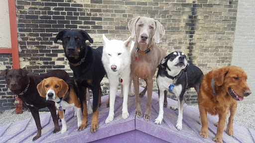 Dog training classes Milwaukee